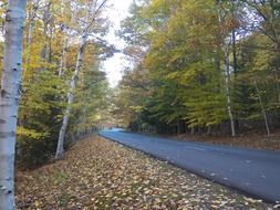 forest road, new england