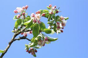 beautiful apple tree