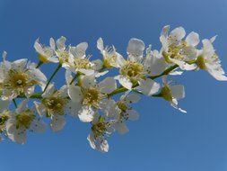 white flowers on a branch against the blue sky