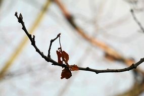 oak leaves