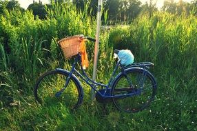 vintage bicycle on a green meadow