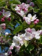 apple flowers on green tree