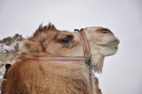 arabic camel