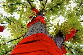 tree in red scarf