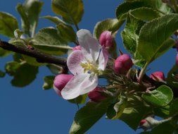 apple flower with buds on a branch