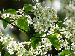 closeup photo of small cherry flowers on the tree