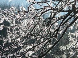 winter frost on tree branches close up