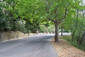 avenue green trees