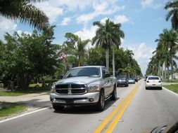 vehicles on a Miami road among the plants