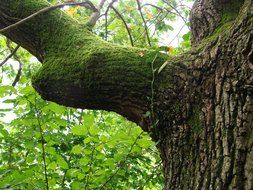 moss on old tree