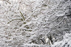 snow-covered tree branches