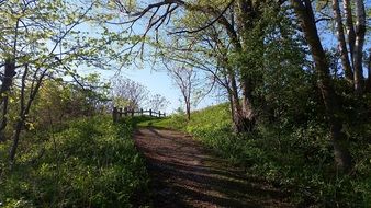 path beneath trees at spring