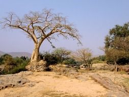 trees desert