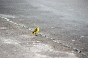 bird on the road in Paraguay