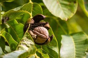 walnut in a dry shell on a tree