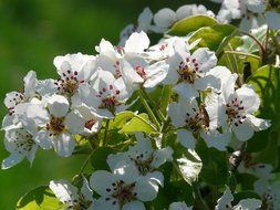 nice pear blossom