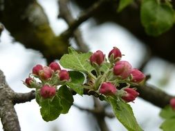 red apple tree blossom