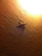 lizard in street lamp light