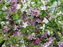 purple flowers on an apple tree