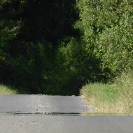 road leading to the forest