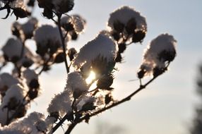 Snowy branches at the back light