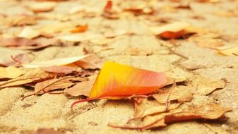 orange leaf lies on the autumn foliage