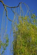 tree with hanging branches against the blue sky