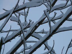 branch tree in the snow