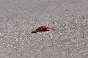 red Leaf on the road