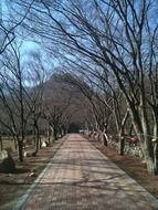 alleys in a park in korea