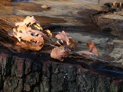 oak brown leaves