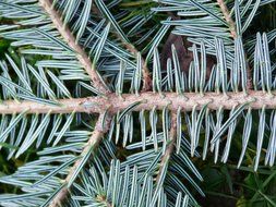 branch of blue spruce closeup