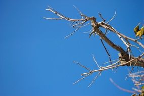 gnarled tree on a background of blue autumn sky