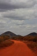 orange road on safari
