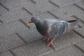 gray dove with a grain on the pavement close up