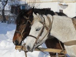 Domestic horses in winter