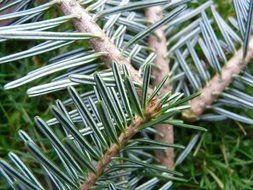 branches of blue spruce on green grass