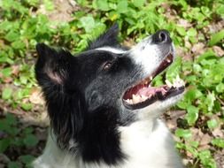 dog looks up on a background of green grass