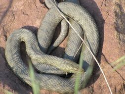 big snake relax