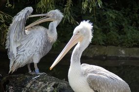 portrait of the dalmatian pelican in spring dress