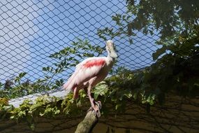 white and pink bird in the zoo