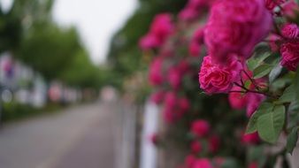blooming roses on a city street