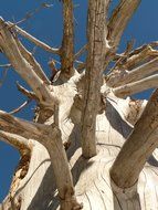 dead tree with thick branches