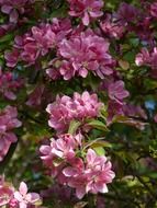 pink flowers on a peach tree