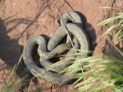 Colorful snake lies on the ground near the grass