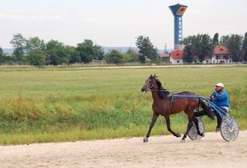 trotter horse with carriage