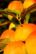 apples with green leaves