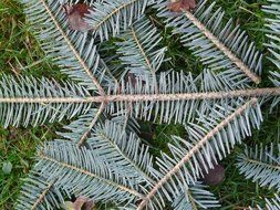 branches of blue spruce with needles lie on the green grass