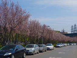 cherry blossoms along the road