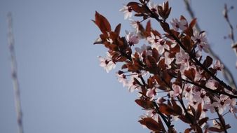 branch with flowers against the sky